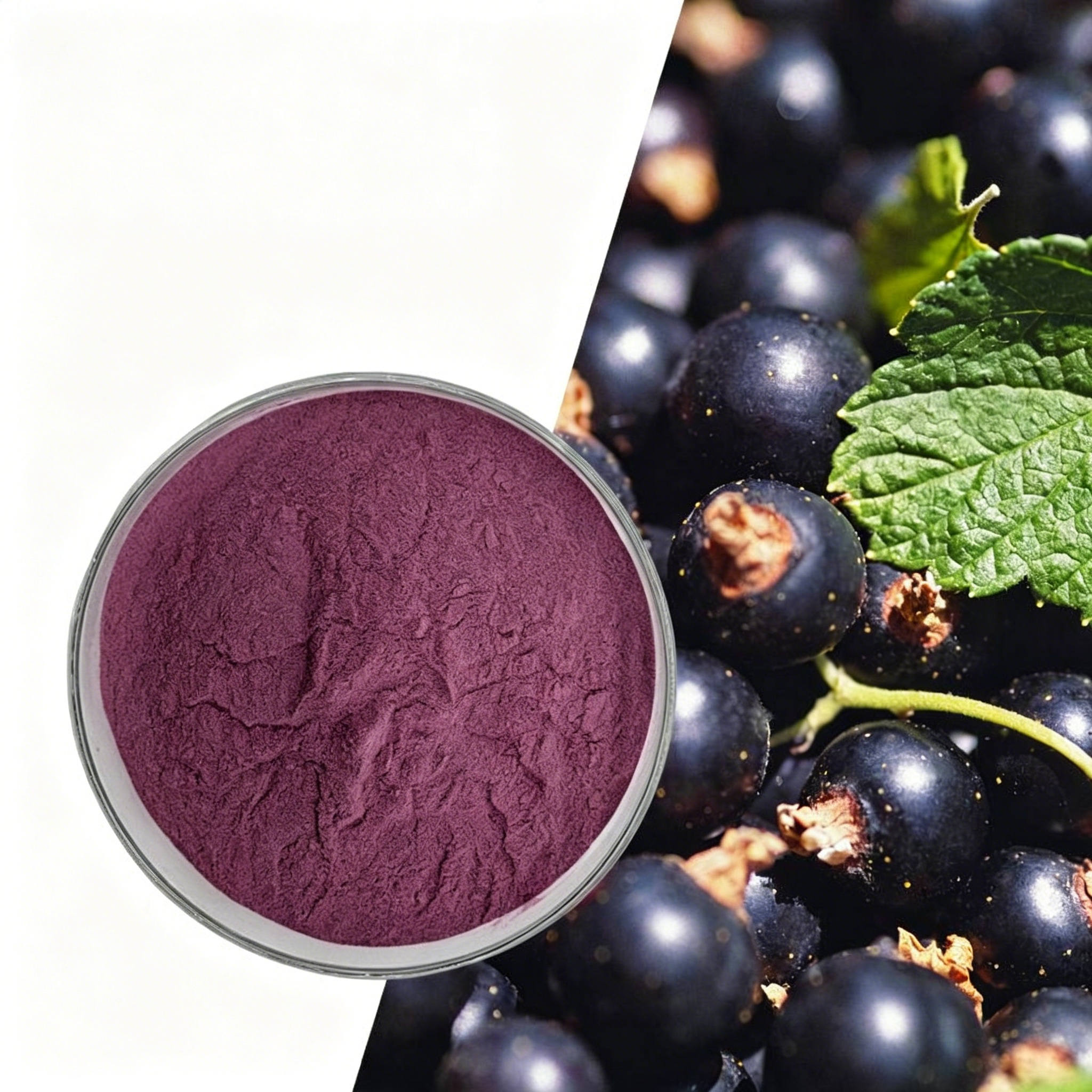 Black Currant Extract