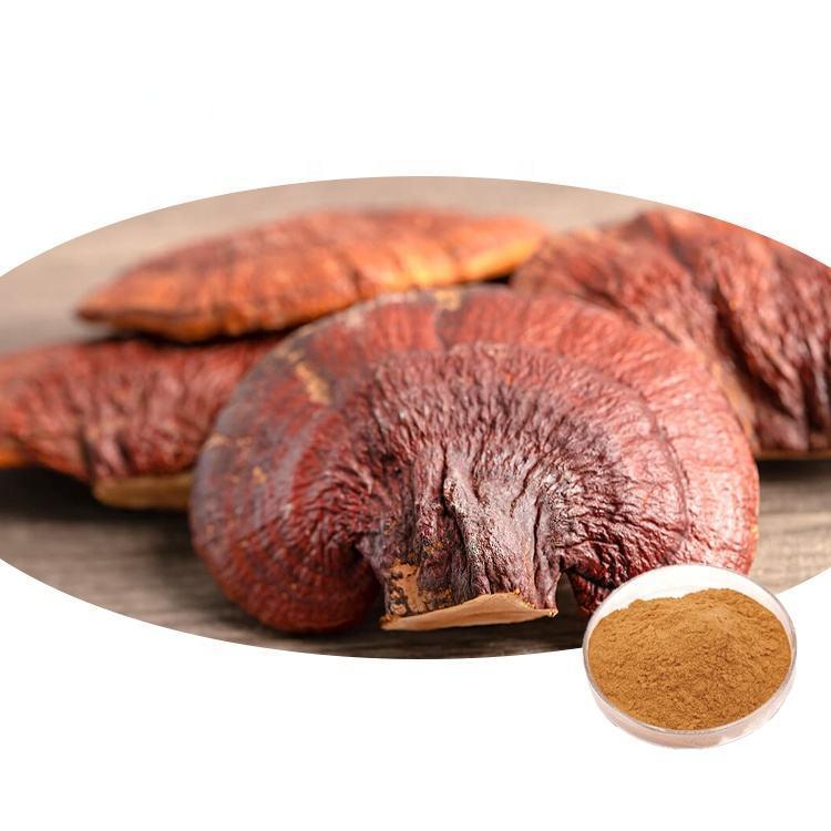 Ganoderma Lucidum Extract
