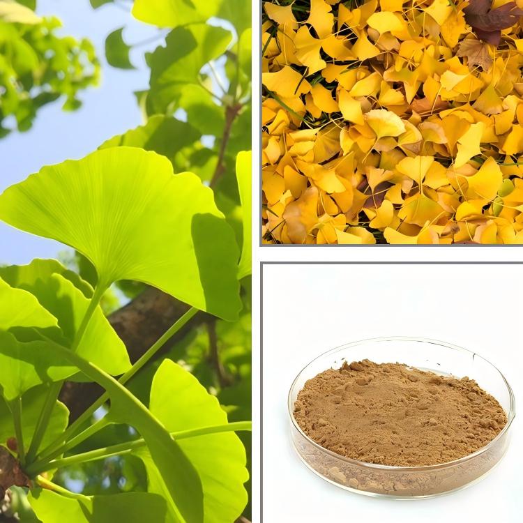 Ginkgo Biloba Extract