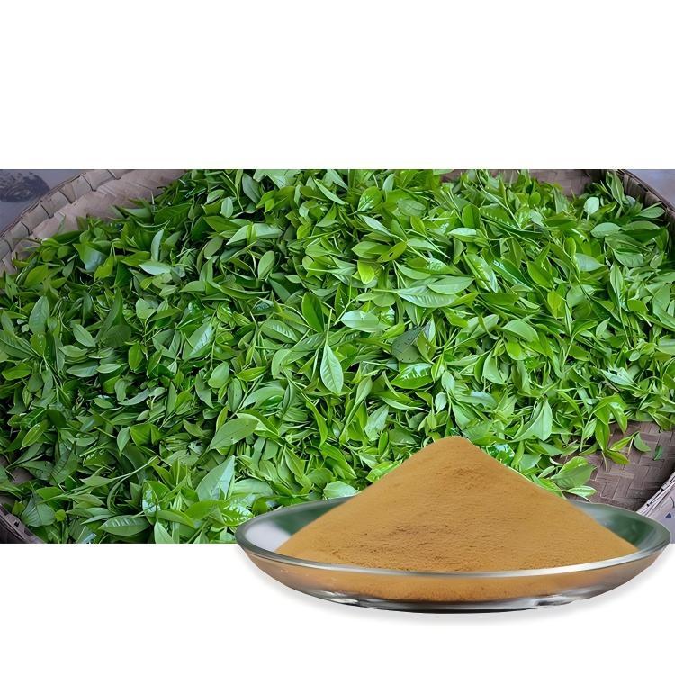 Green Tea Extract