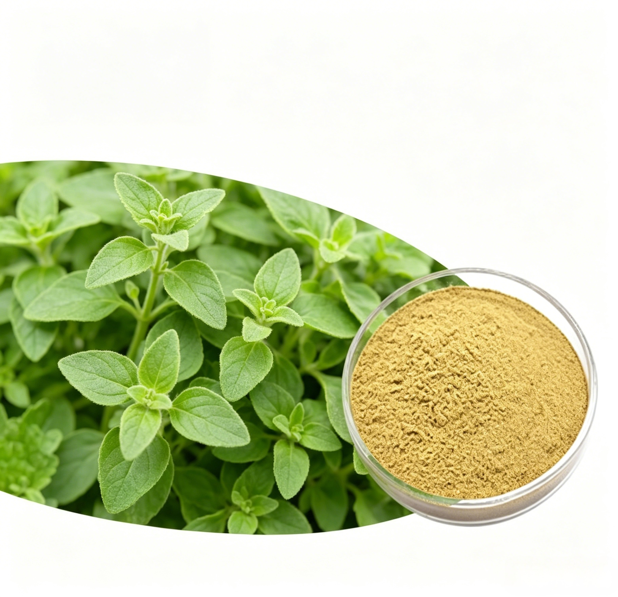 Oregano Extract