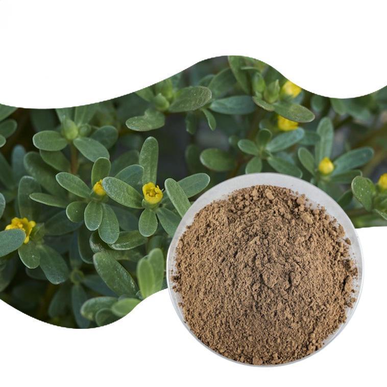 Purslane Extract