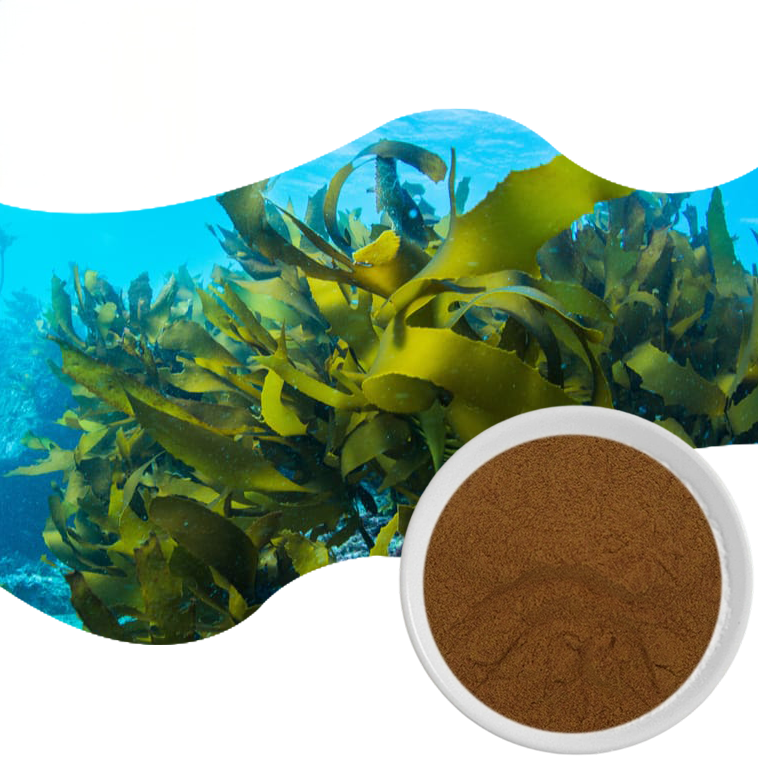 Seaweed Extract